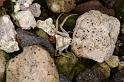 Thomisus_onustus_D3281_Z_78_Valle Gran Rey_Spanje